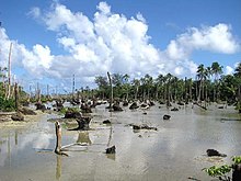 Überschwemmte Kokosplantage auf Loh (2009)