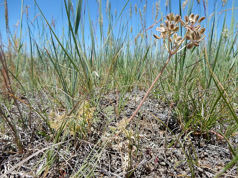 File:Lomatium foeniculaceum (27558361576).jpg