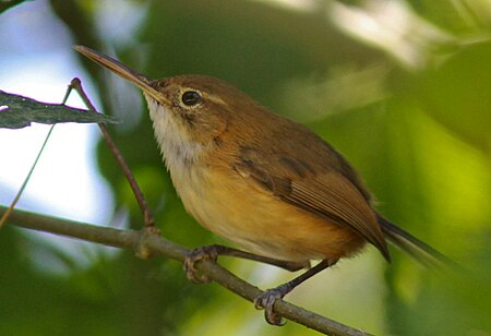 Ramphocaenus melanurus