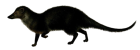 Long-nosed mongoose (without bg).png