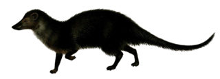 <span class="mw-page-title-main">Long-nosed mongoose</span> Species of mongoose from Central Africa