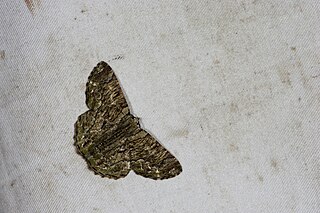 <i>Lophophelma taiwana</i> Species of moth