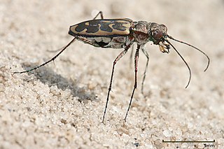 Tiger beetle subfamily of insects