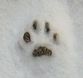 Lynx footsteps in the snow.jpg