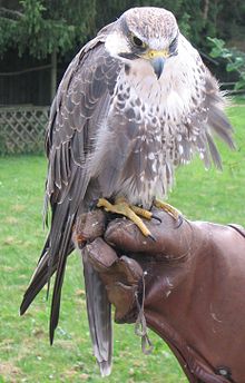 Laggar falcon, Falco jugger Luggerfalke.jpg