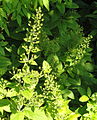 Lysimachia lichiangensis - Botanischer Garten, Frankfurt am Main - DSC03287.JPG