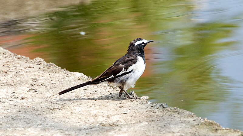 File:M. a. alboides - Pied Wagtail.jpg