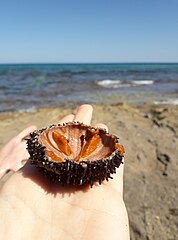 File:Maamoura beach - tunisia.jpg (Category:Unidentified Echinoidea)