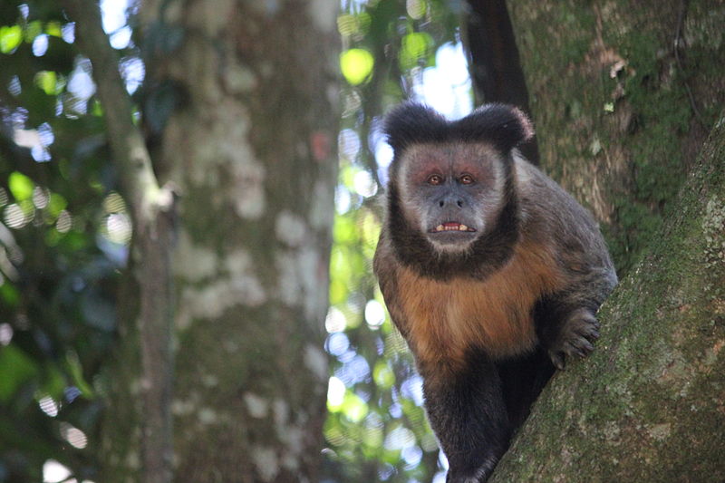 File:Macaco Bugio 2.JPG