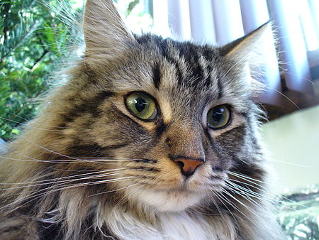 Tập_tin:Maine_Coon_2.JPG