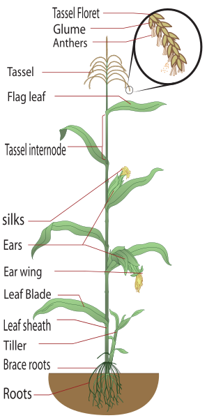 File:Maize plant diagram, large labels.svg