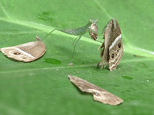 Mantis eating a Common Bushbrown (Mycalesis perseus)