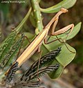 Miniatura para Mantis religiosa siedleckii