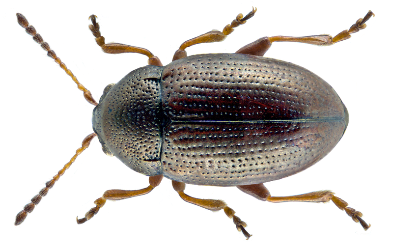 File:Mantura chrysanthemi (Koch, 1803) (23358579392).png