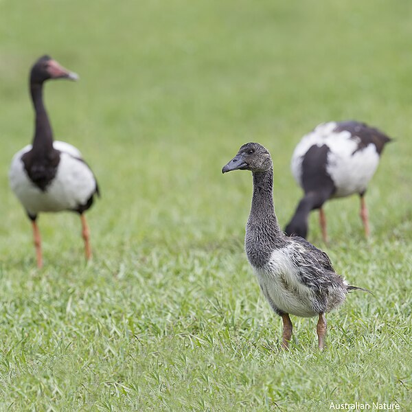 File:Mapie Goose youngster stands proud with his parents in the background.jpg