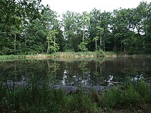 Le ru de la Mare aux Evées à Fontainebleau.