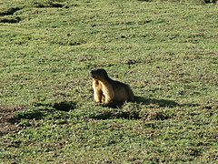 Marmot at dudipat lake, Pakistan