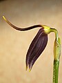 Masdevallia melanoxantha