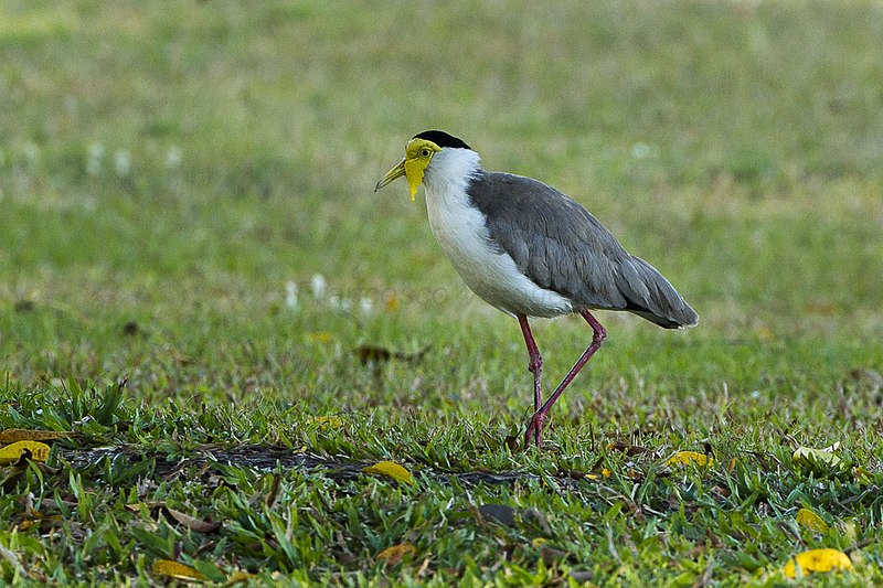 File:Masked Lapwing - Darwin S4E4676 (22390764182).jpg