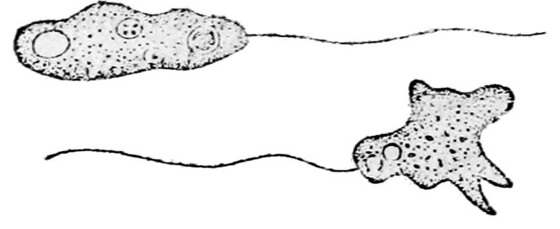 Breviatea