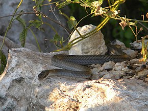 Bildebeskrivelse Mastigodryas melanolomus.jpg.