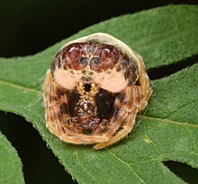 M. hutchinsoni, ♀