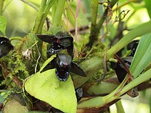 Maxillaria schunkeana.jpg