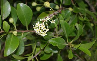 <i>Maytenus canariensis</i> Species of flowering plant