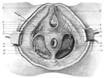 Thumbnail for Dorsal nerve of the clitoris