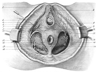 <span class="mw-page-title-main">Dorsal nerve of the clitoris</span>