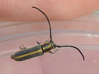 <i>Mecas marginella</i> Species of beetle