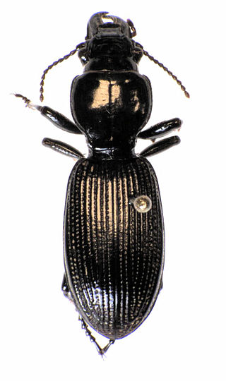 <i>Mecodema manaia</i> Species of beetle