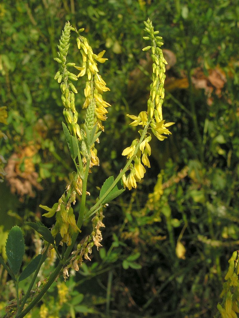 Melilotus officinalis