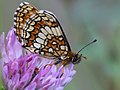 Melitaea athalia (Rottemburg, 1775)