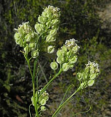 Menonvillea filifolia (8648288885).jpg