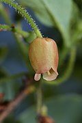 Menziesia ferruginea (False Azalea), flower