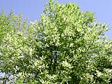 Prunus serotina, or black cherry