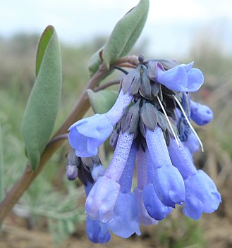 Mertensia longiflora on Badger Mountain, Douglas County Washington Mertensia longiflora 2.jpg