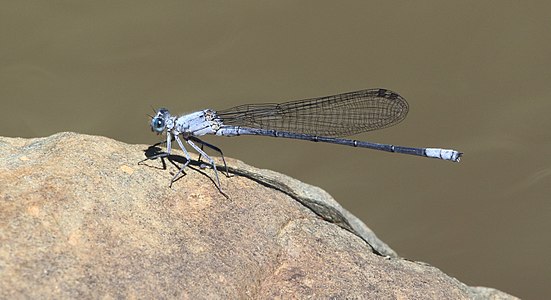 Male savanna riverjack