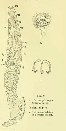 Microcotyle angelichthys (Microcotylidae) in MacCallum Další poznámky k rodu Microcotyle 1913.jpg