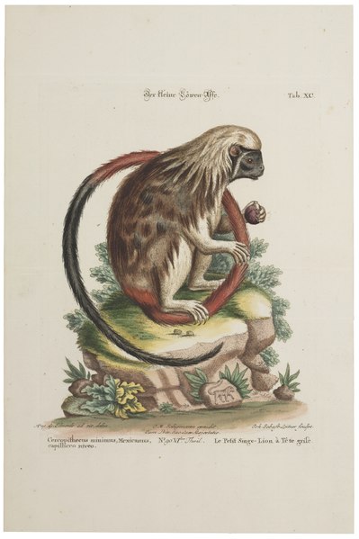 File:Midas oedipus - 1700-1880 - Print - Iconographia Zoologica - Special Collections University of Amsterdam - UBA01 IZ20200194.tif