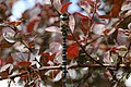 * Nomination Migrant hawker dragonfly (Aeshna mixta) male --Charlesjsharp 07:31, 17 April 2015 (UTC) * Promotion Good quality. --Hubertl 10:11, 17 April 2015 (UTC)