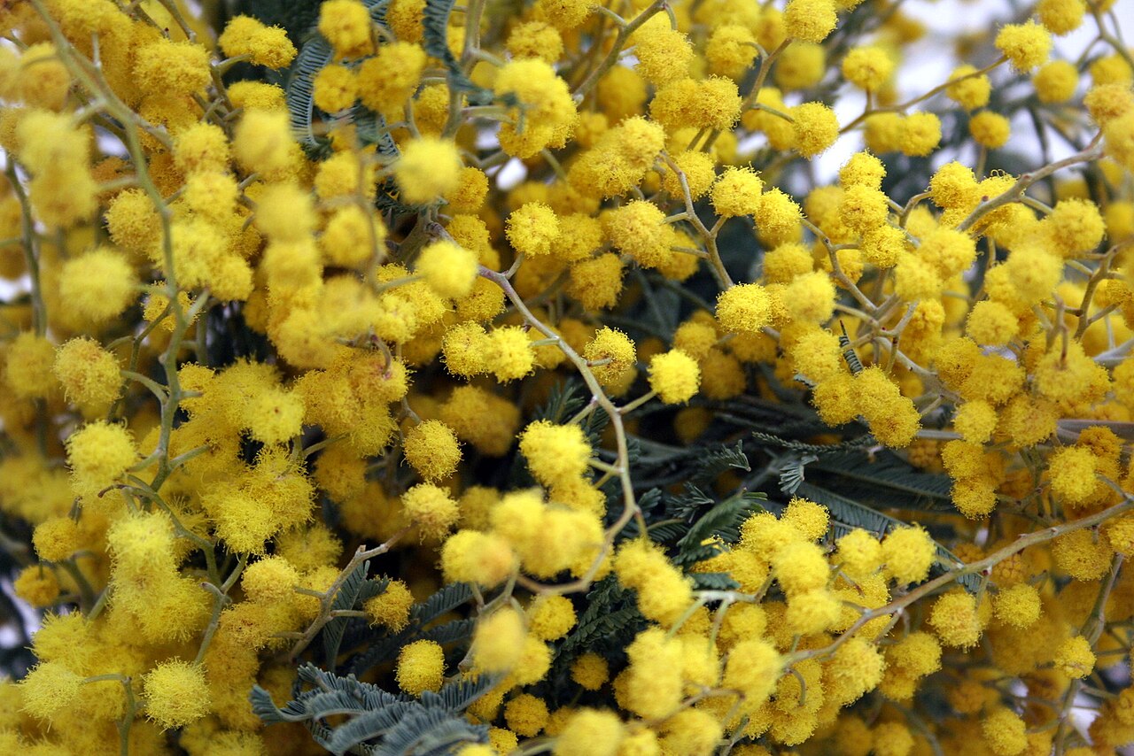 Сибирская Мимоза. Мимоза в Сибири. Mimosa Acacia dealbata. Сибирская Мимоза фото. Можно вырастить мимозу в домашних условиях