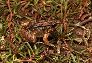 <i>Minervarya syhadrensis</i> Species of amphibian