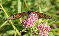 * Nomination Monarch butterfly on milkweed in Brooklyn --Rhododendrites 19:41, 13 September 2020 (UTC) * Promotion Nice! -- Ikan Kekek 20:56, 13 September 2020 (UTC)