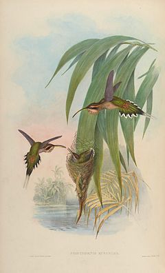 Phaethornis eurynome