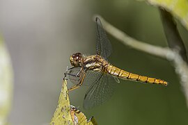 Erythrodiplax abjecta (Montane dragonlet) female lateral view