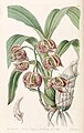 Mormodes aromatica plate 56 in: Edwards's Bot. Register (Orchidaceae), vol. 29, (1843)