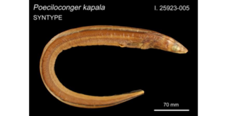 <i>Ariosoma kapala</i> Species of fish