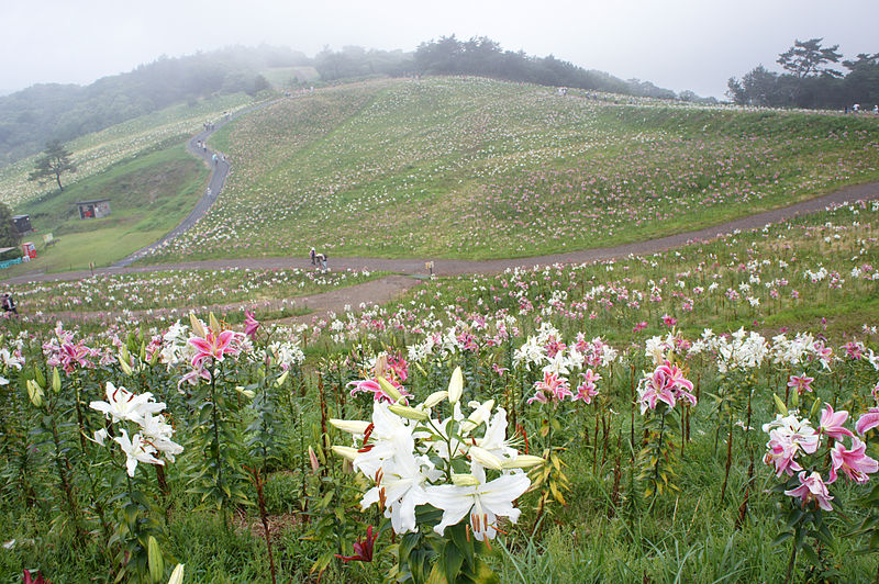 File:Mount Hakodate Shiga Pref01n.jpg